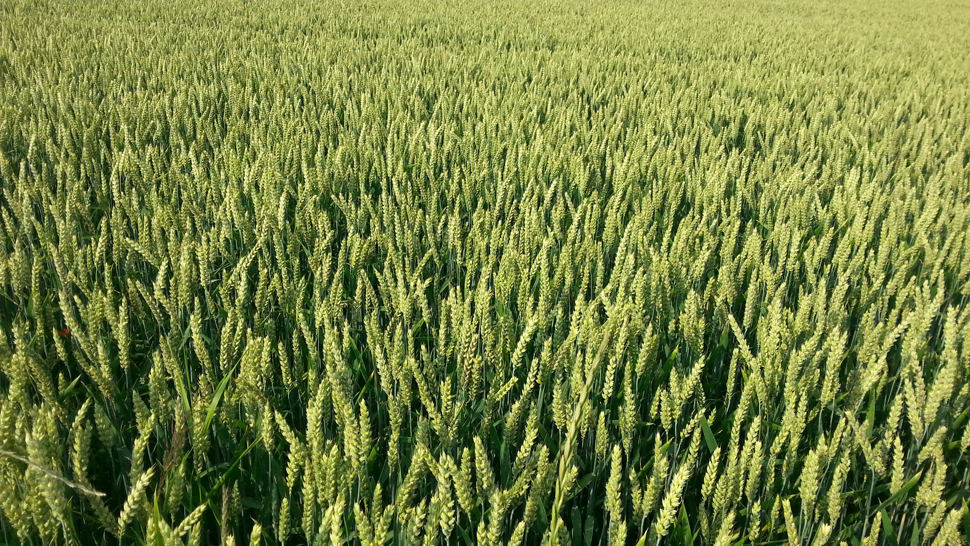 photography of green field at daytime